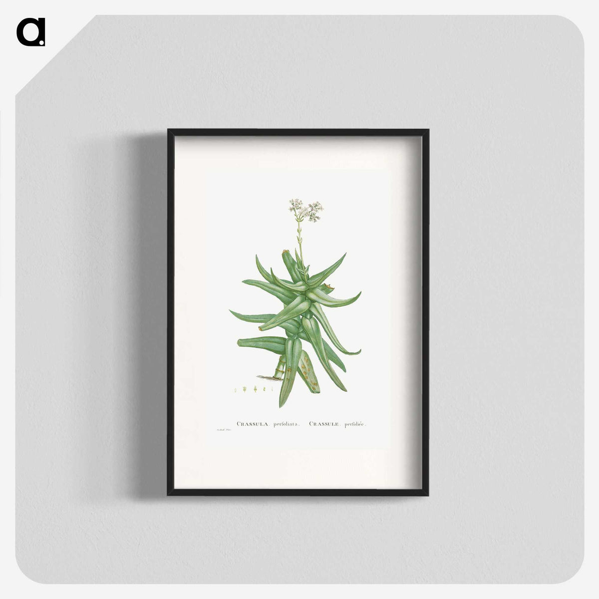 1-56_Histoire-des-Plantes-Grasses_blk