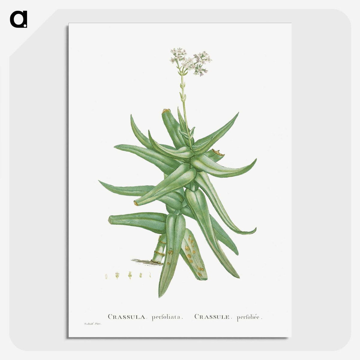 1-56_Histoire-des-Plantes-Grasses_picture-crop