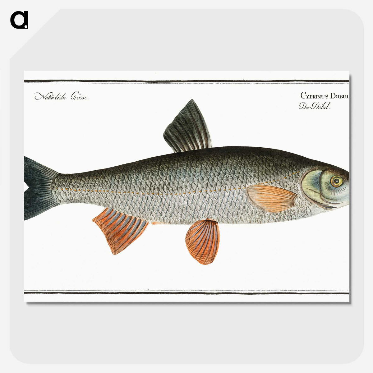 1-56_Ichtyologie-ou-Histoire-naturelle_picture-crop