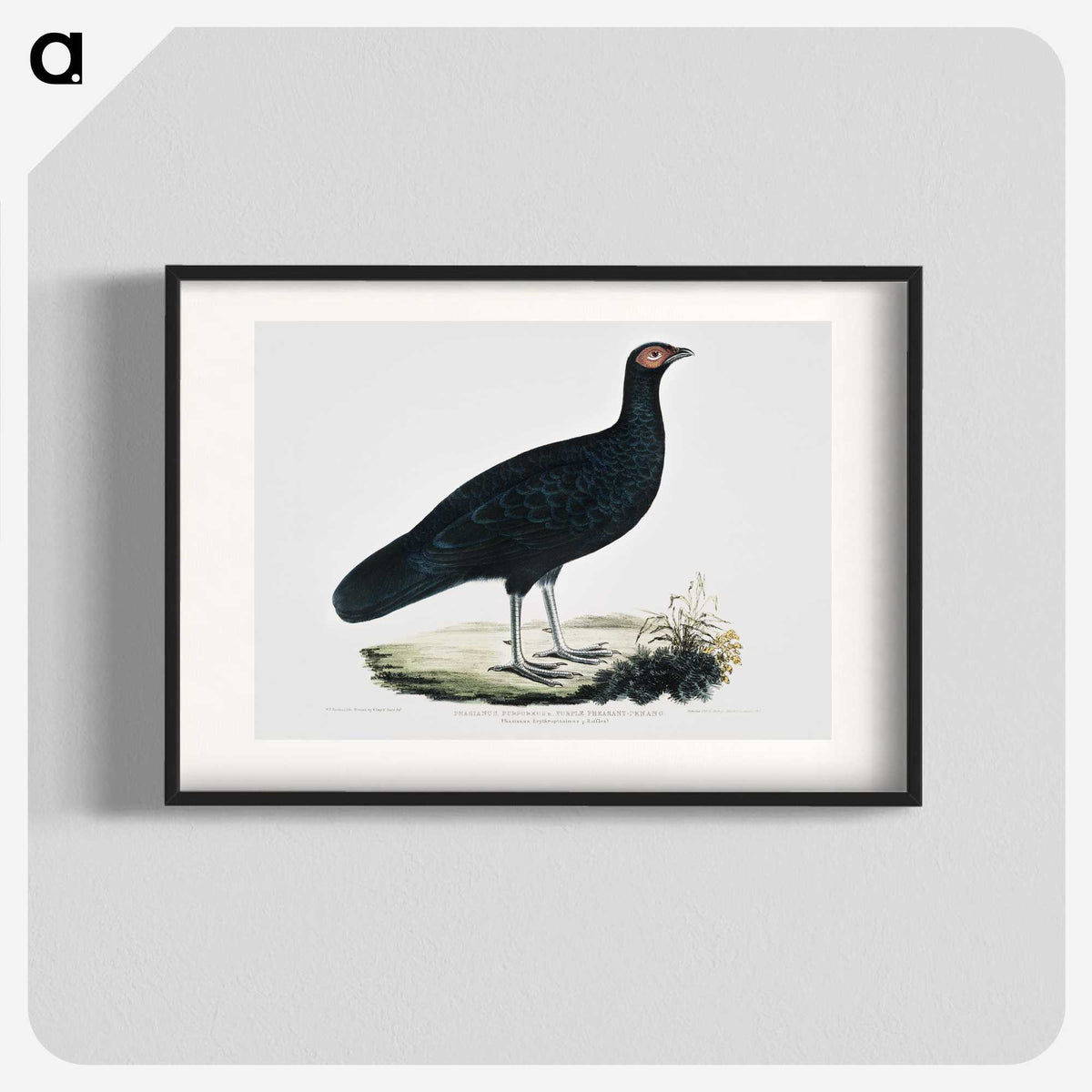 1-56_Indian-Zoology_blk