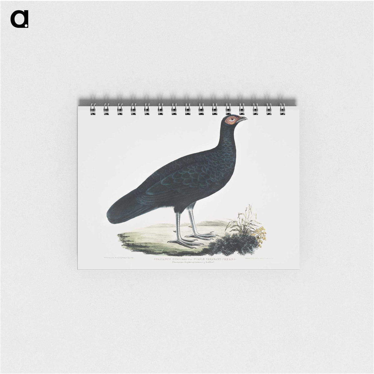 1-56_Indian-Zoology_memo