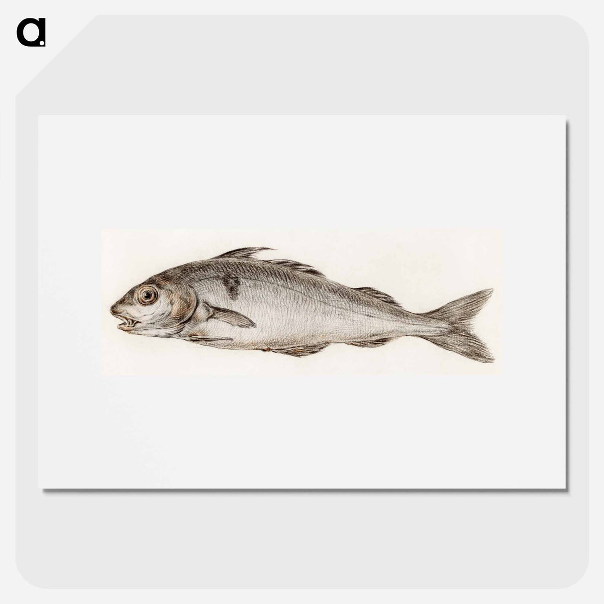 Fish - ジャン ベルナール Poster.