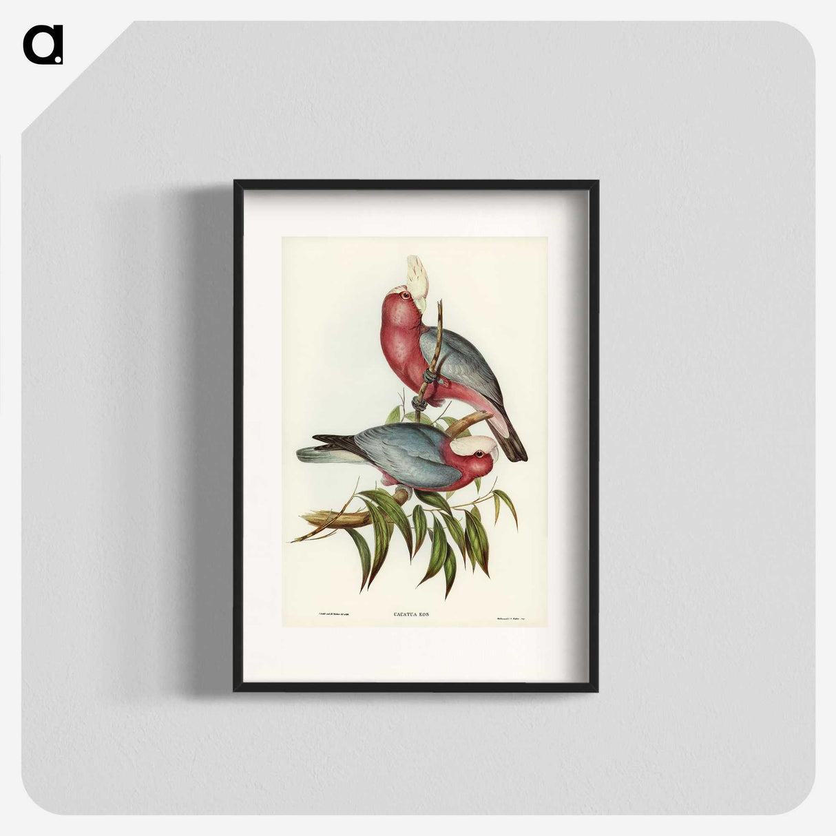 1-56_John-Gould_blk