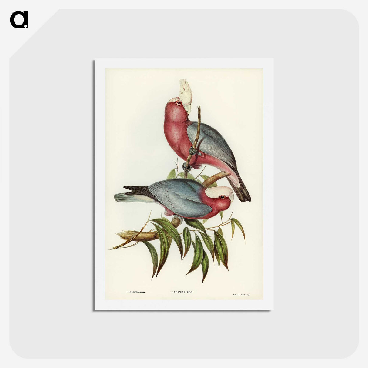 1-56_John-Gould_hagaki