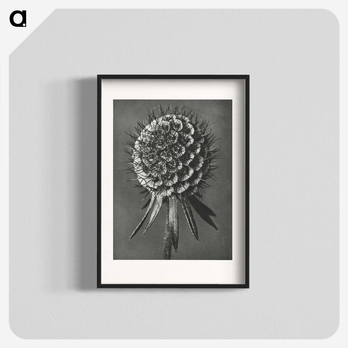 1-56_Karl-Blossfeldt_blk