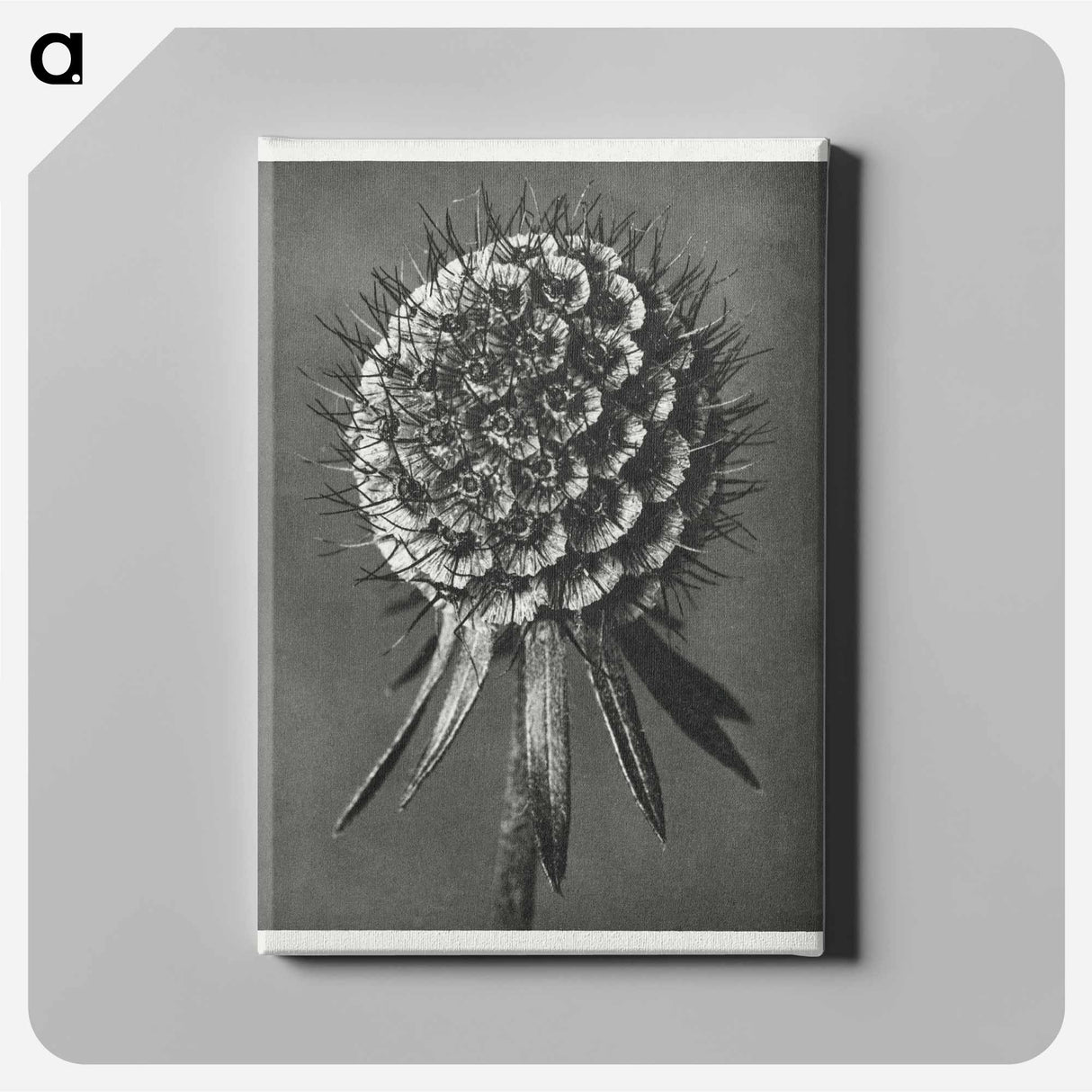 Phacelia Tanacetifolia - カール ブロスフェルト Canvas.