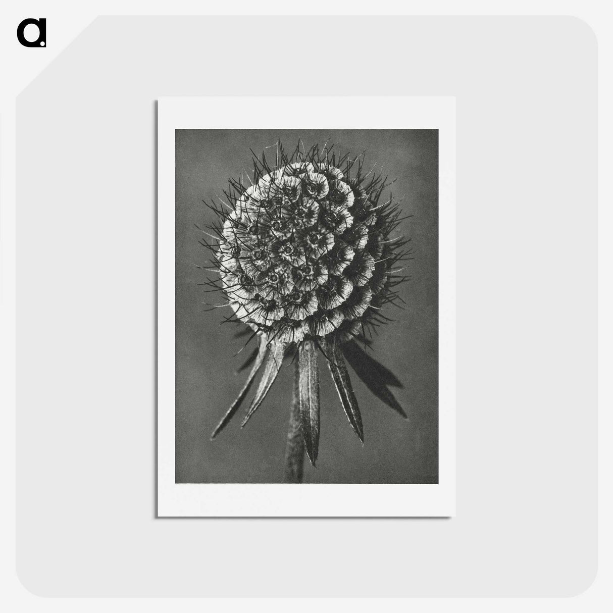 1-56_Karl-Blossfeldt_hagaki