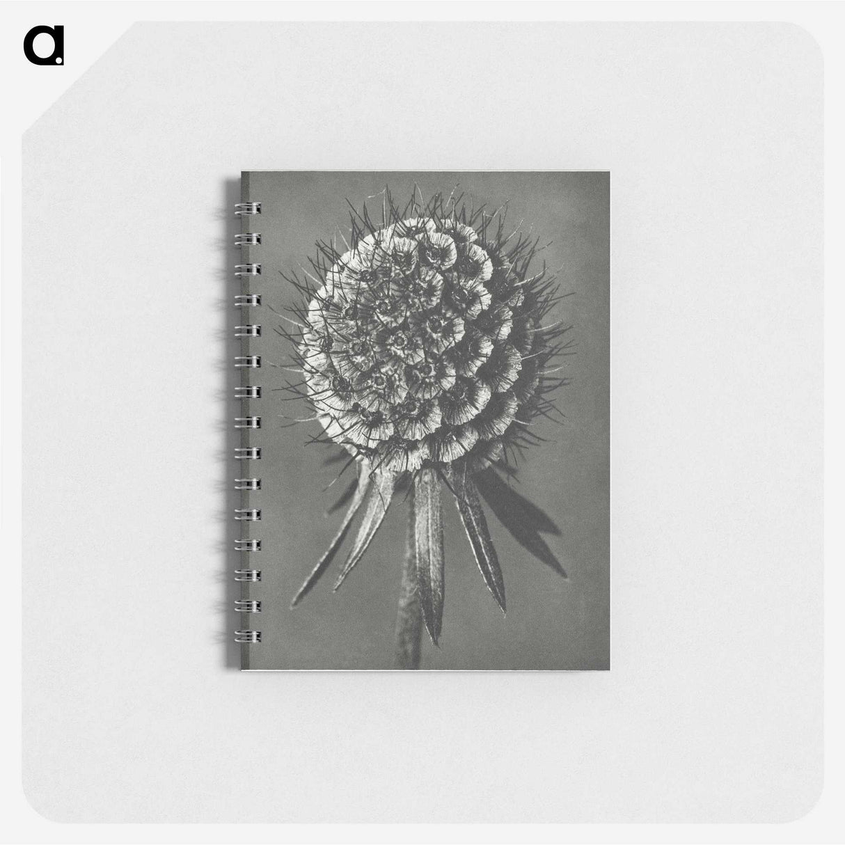 1-56_Karl-Blossfeldt_memo