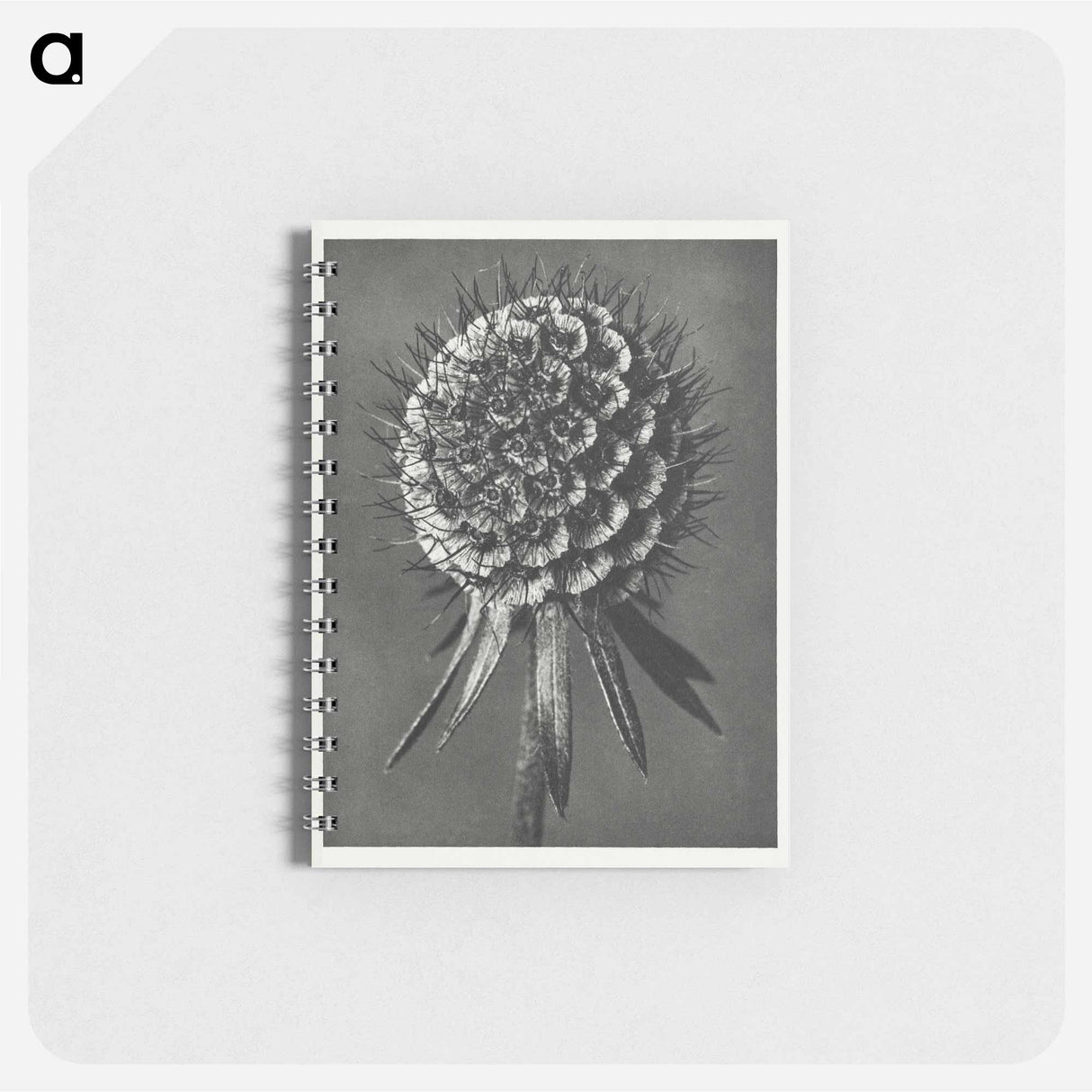 Phacelia Tanacetifolia - カール ブロスフェルト Memo.