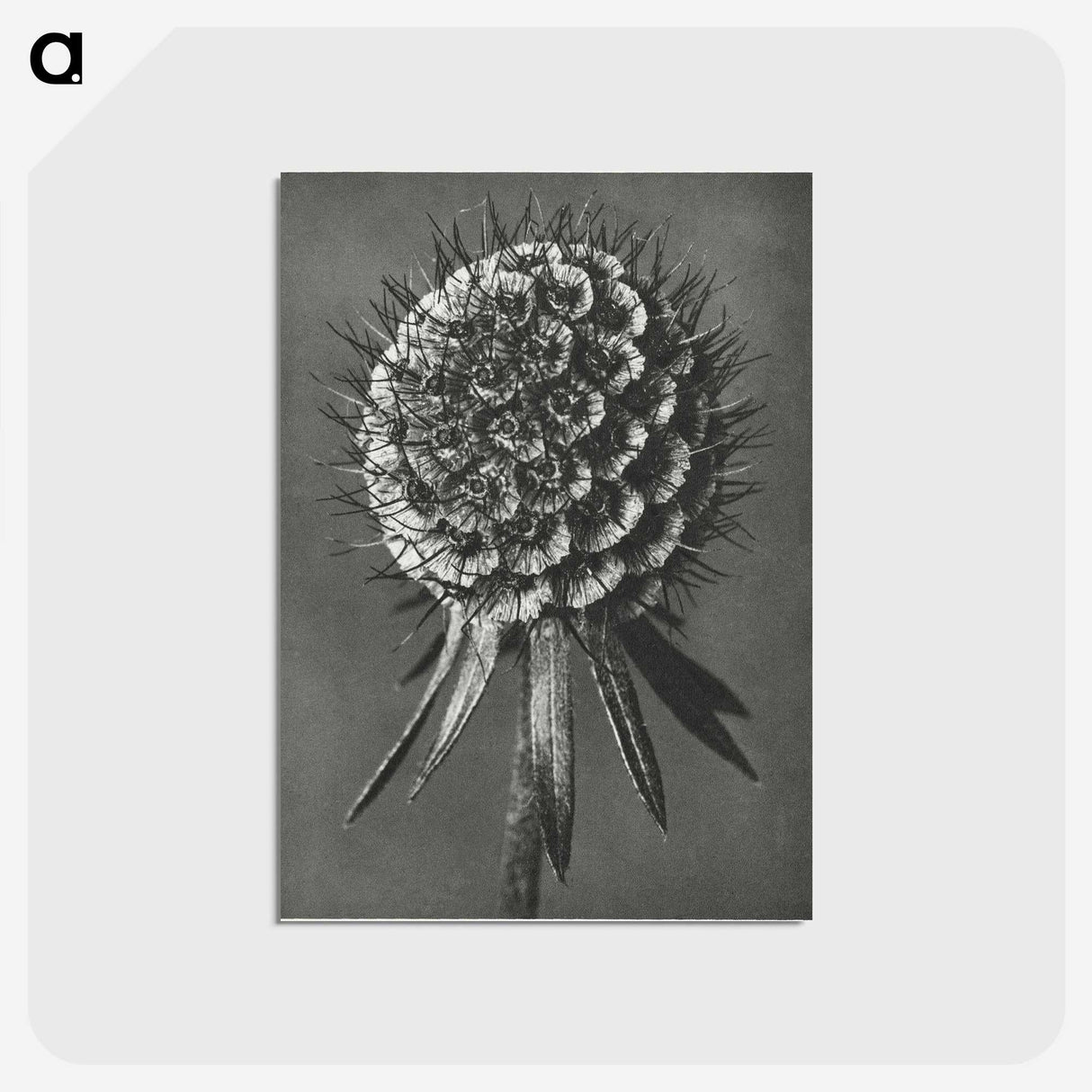 1-56_Karl-Blossfeldt_postcard