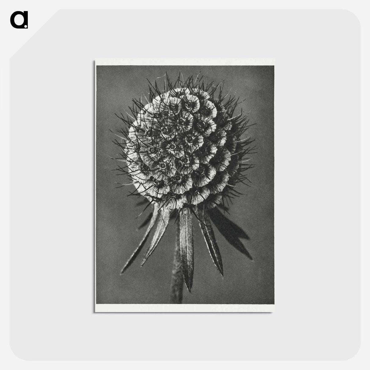 アートポストカード-Phacelia Tanacetifolia - カール ブロスフェルト Postcard.