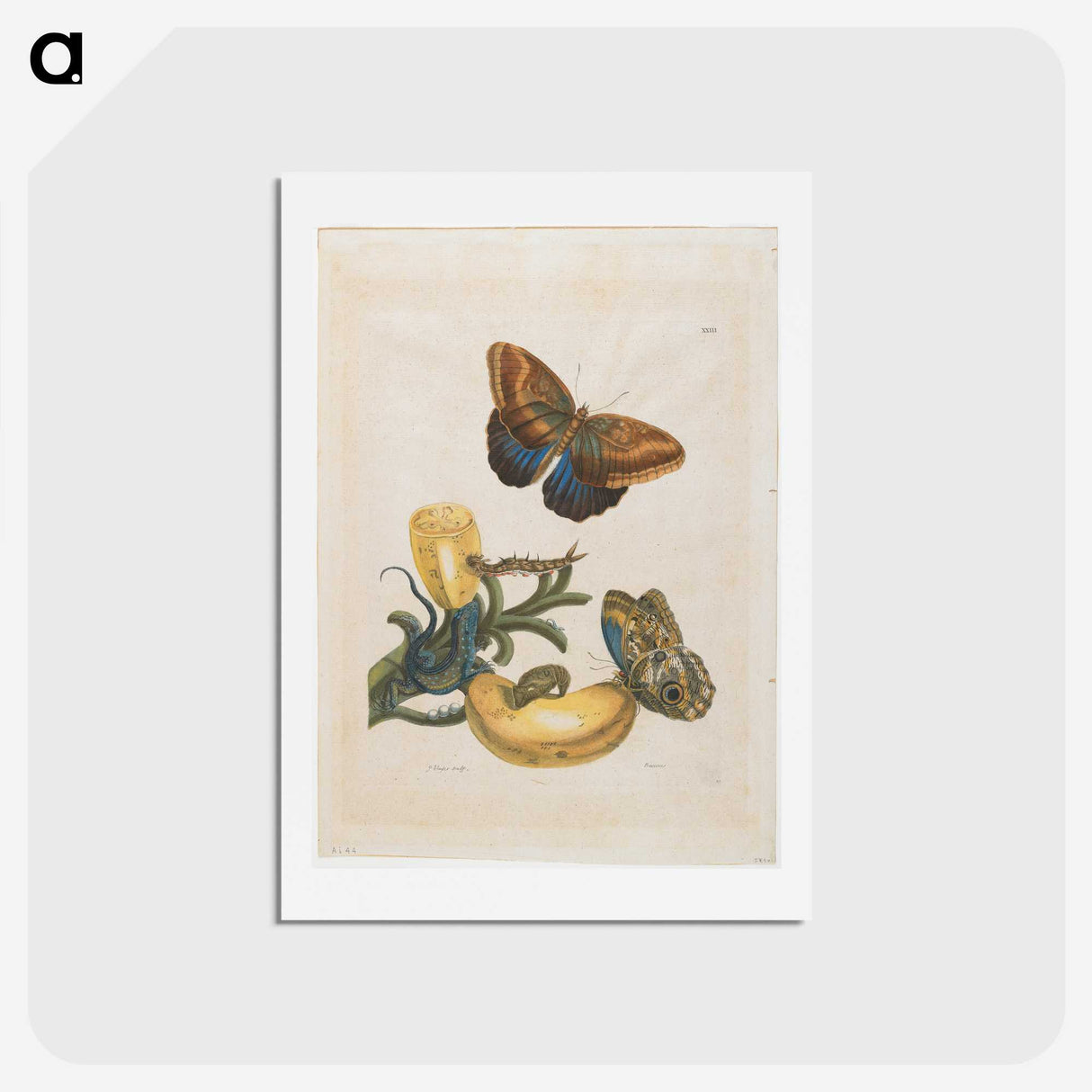 1-56_Maria-Sibylla-Merian_hagaki