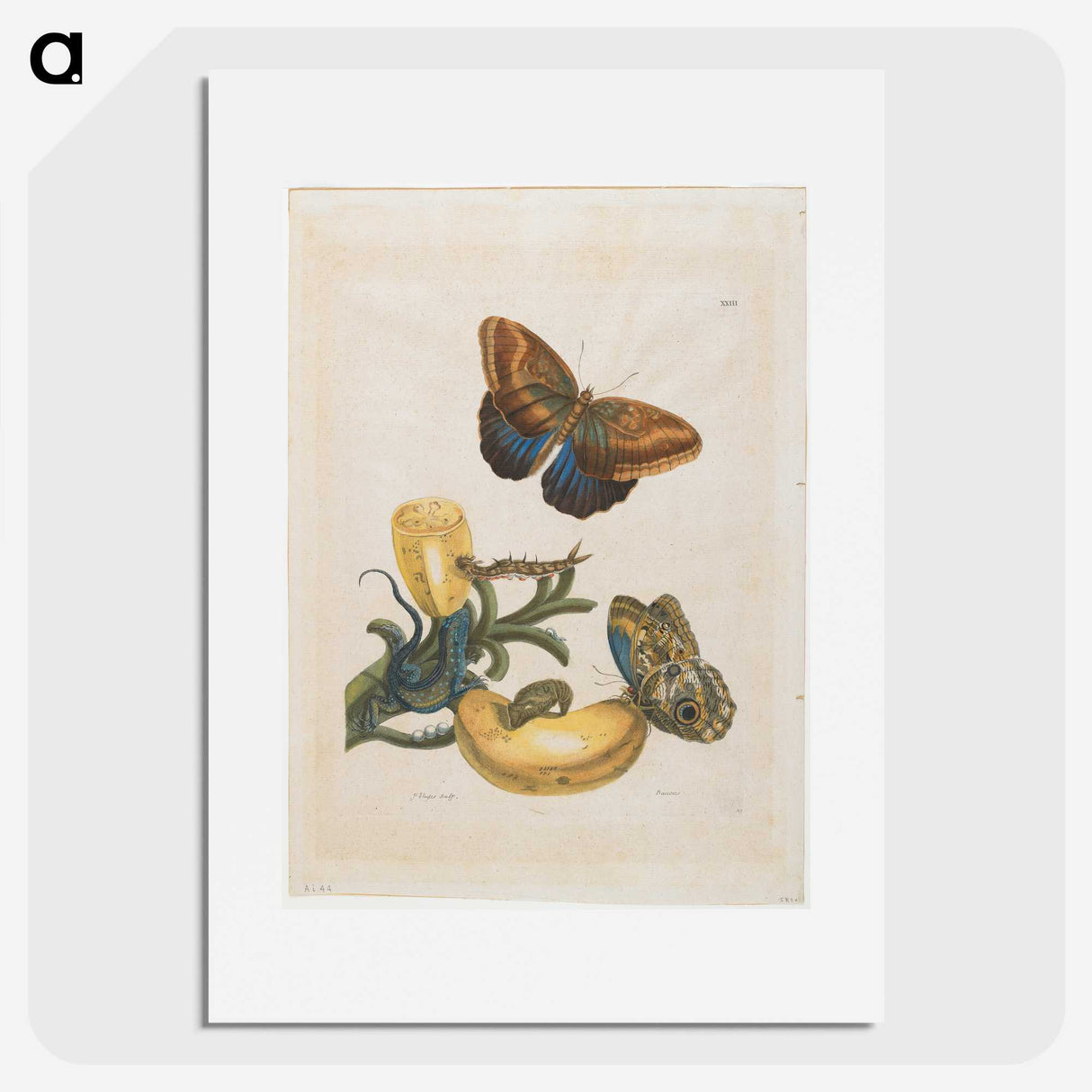 1-56_Maria-Sibylla-Merian_picture