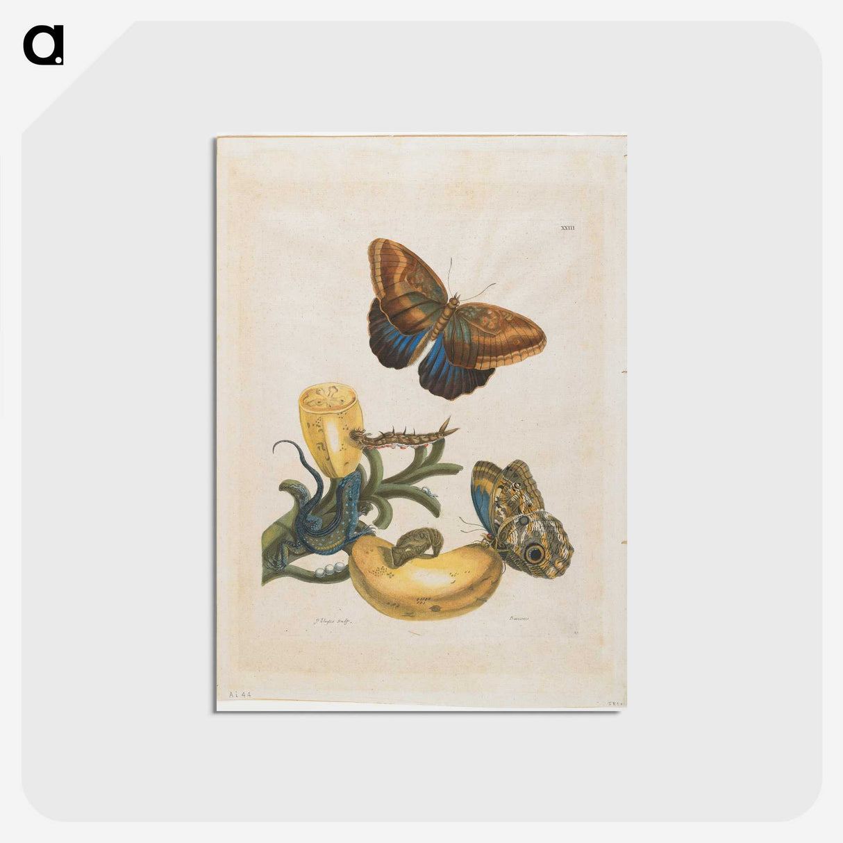 1-56_Maria-Sibylla-Merian_postcard