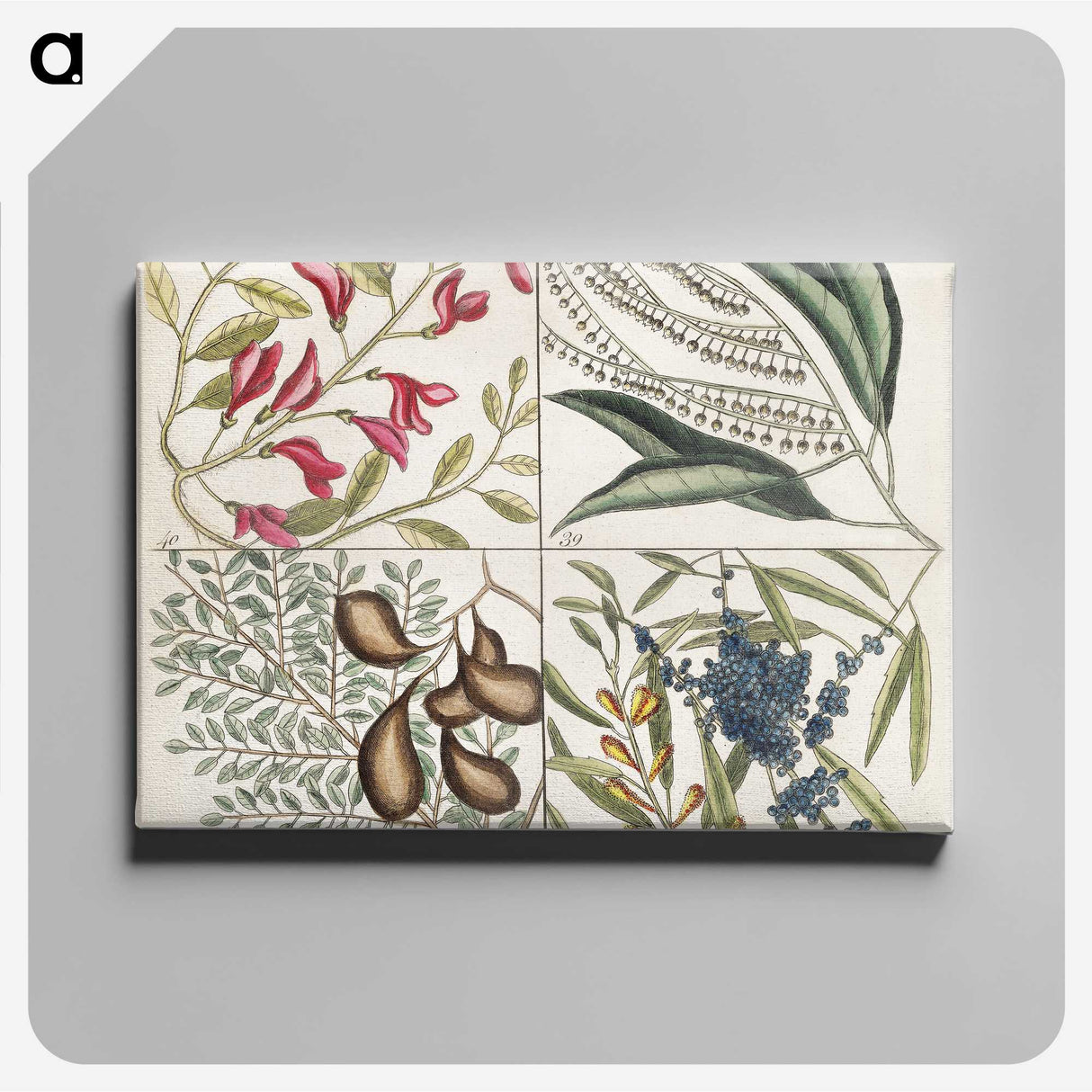 1-56_Mark-Catesby_canvas