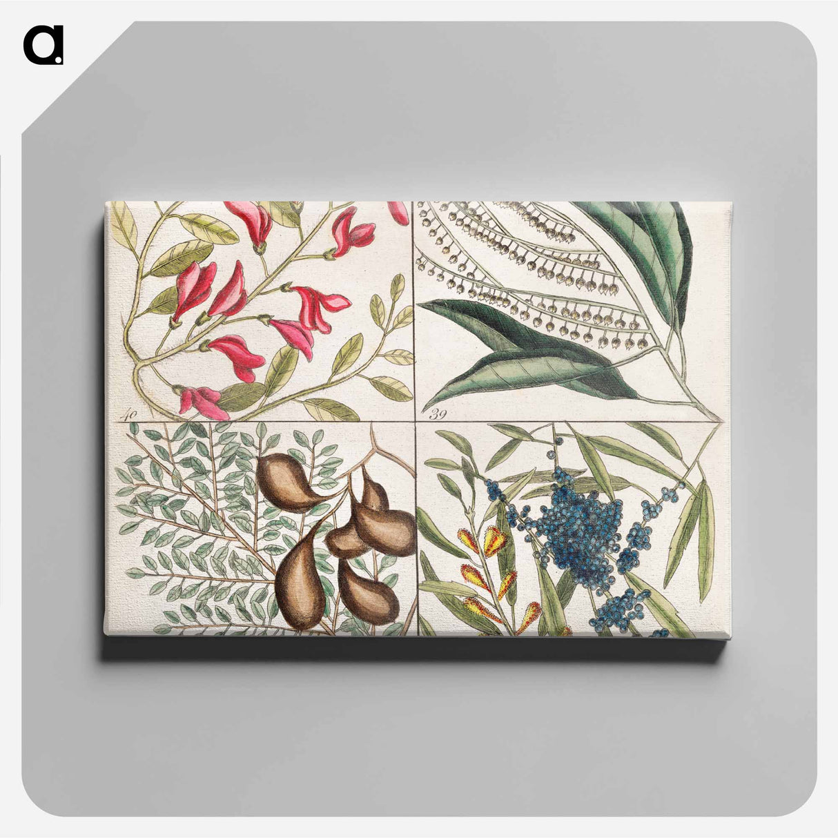 アートパネル-Sorrel Tree, Acacia, and Candle-berry Myrtle
- マーク ケイツビー Canvas.