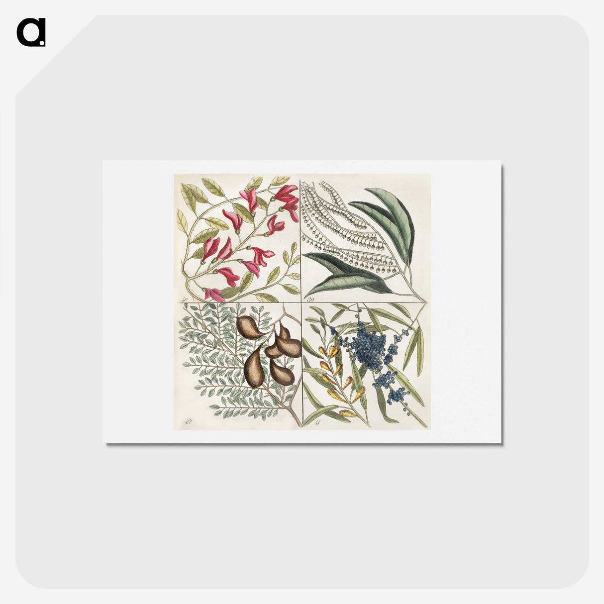 1-56_Mark-Catesby_hagaki