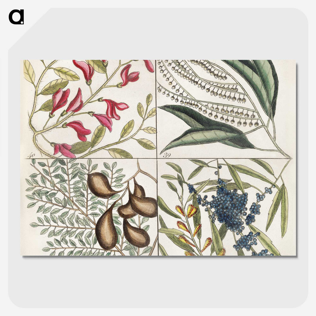 1-56_Mark-Catesby_picture-crop