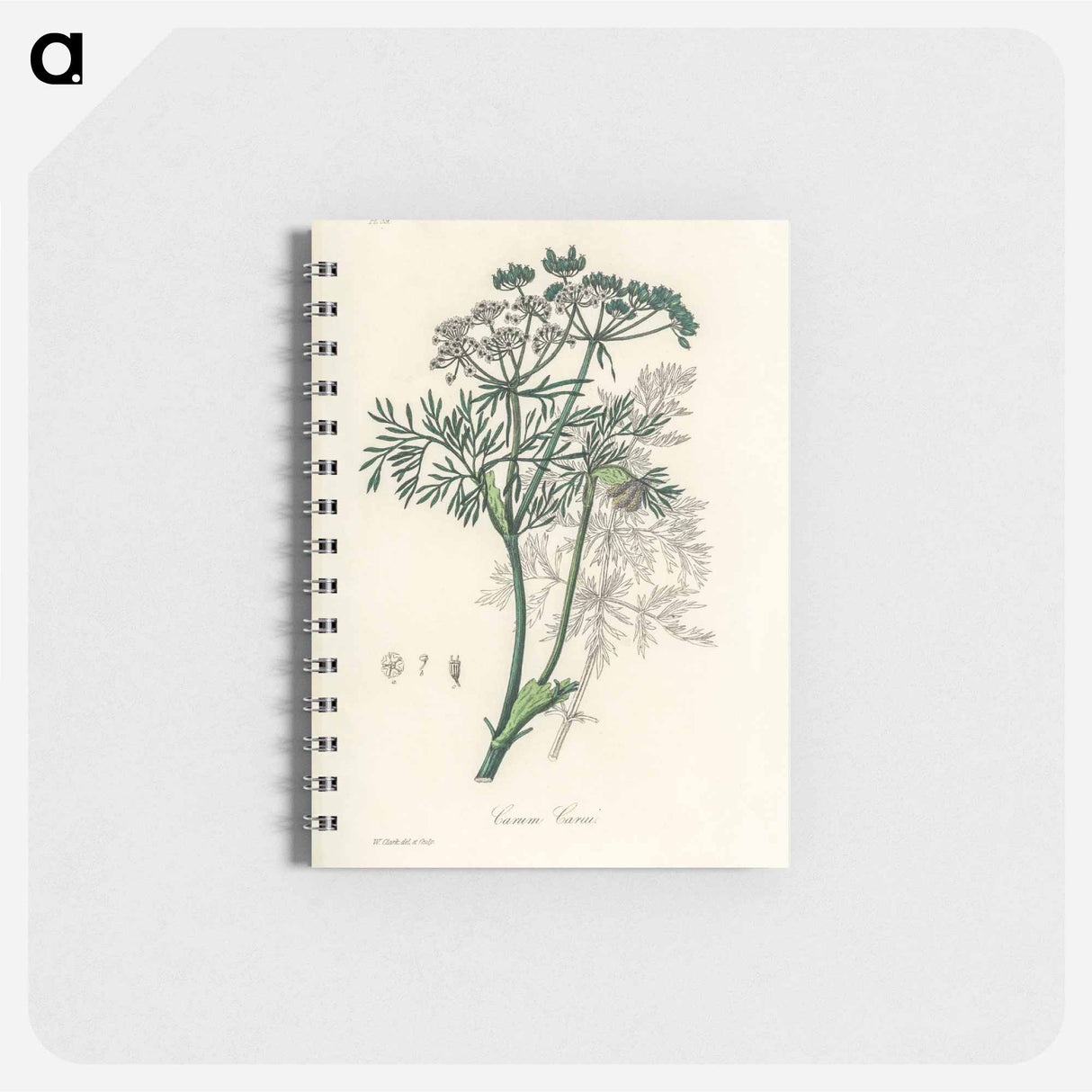 アートメモ帳-Caraway Illustration
- 薬用植物学 Memo.
