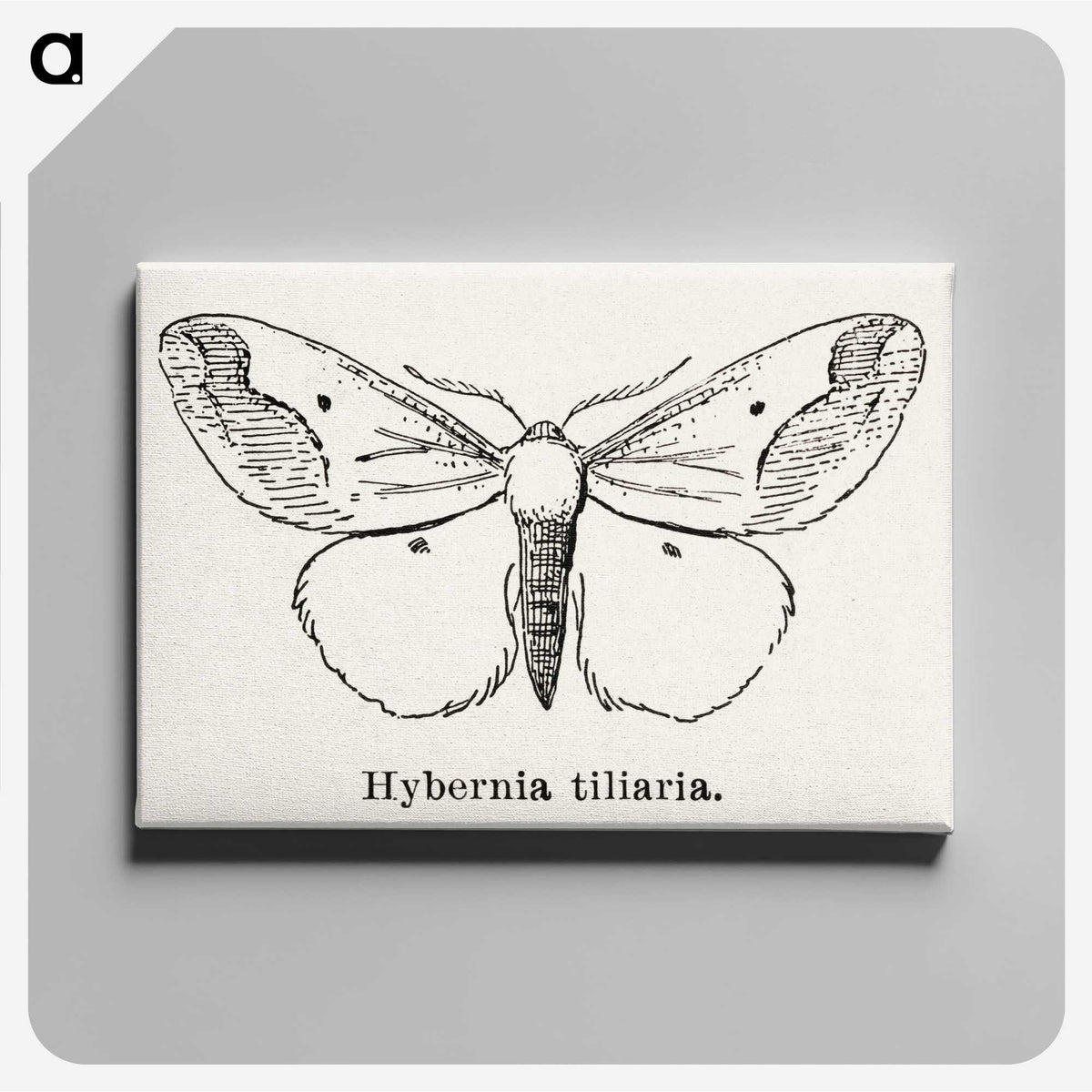 1-56_Moths-and-Butterflies-of-the-United-States_canvas