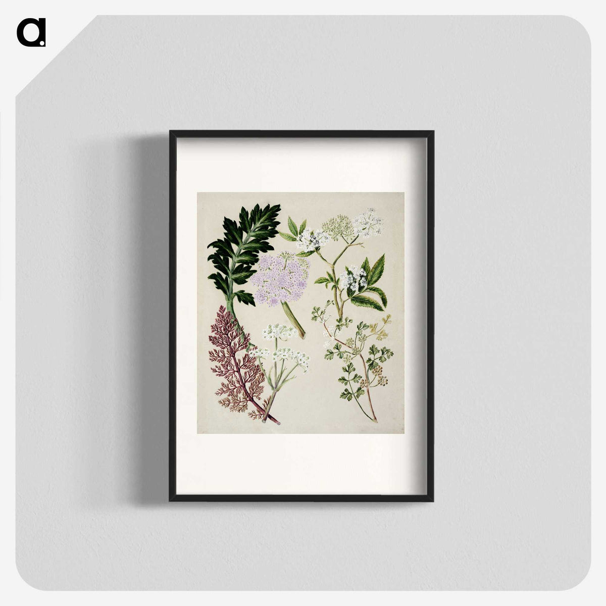 1-56_Native-Flowering-Plants-of-New-Zealand_blk