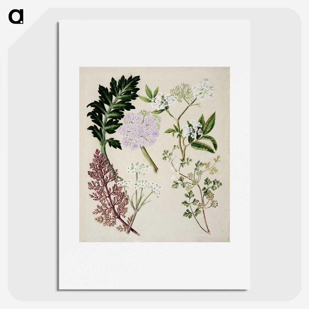 1-56_Native-Flowering-Plants-of-New-Zealand_picture