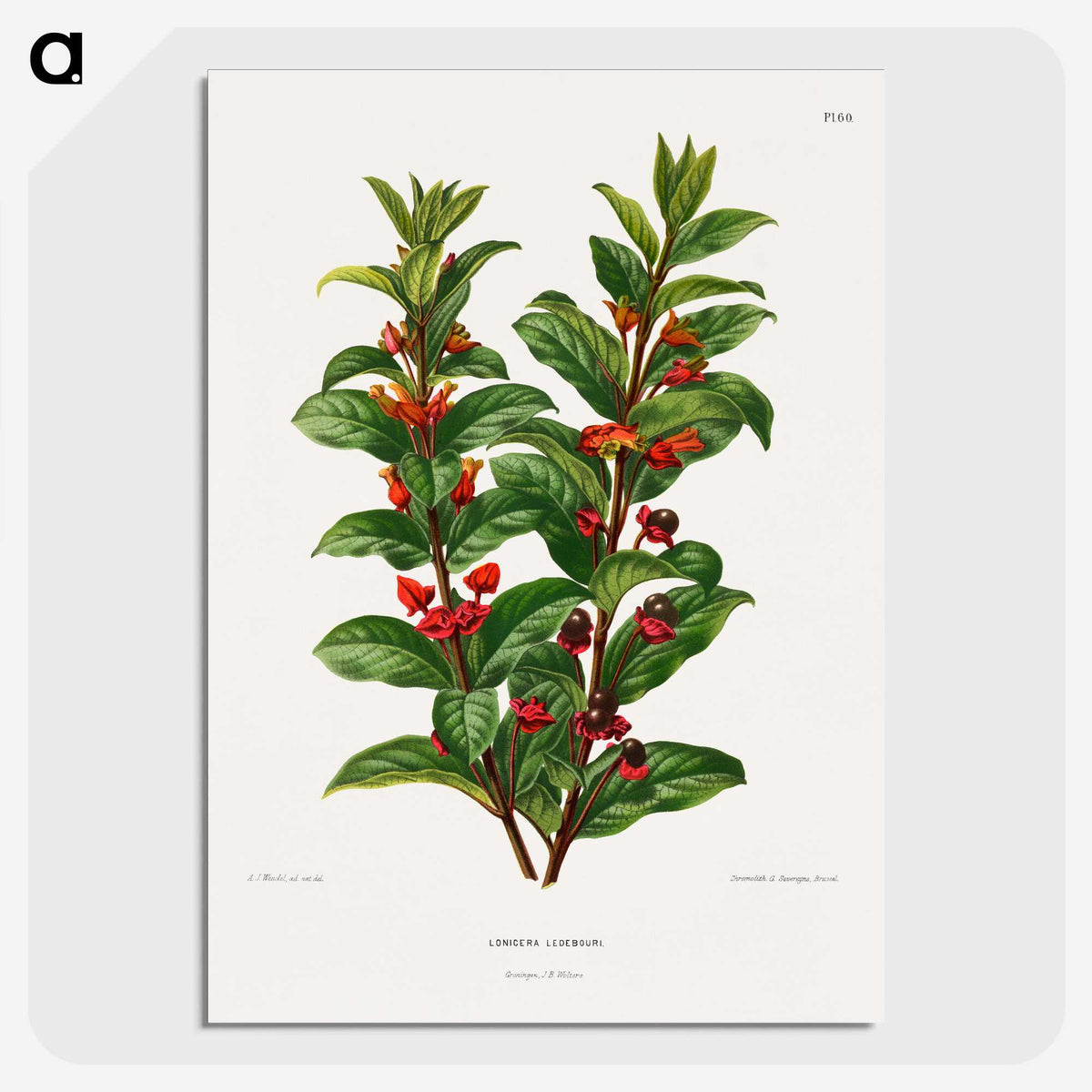 1-56_Nederlandsche-Flora-en-Pomona_picture-crop