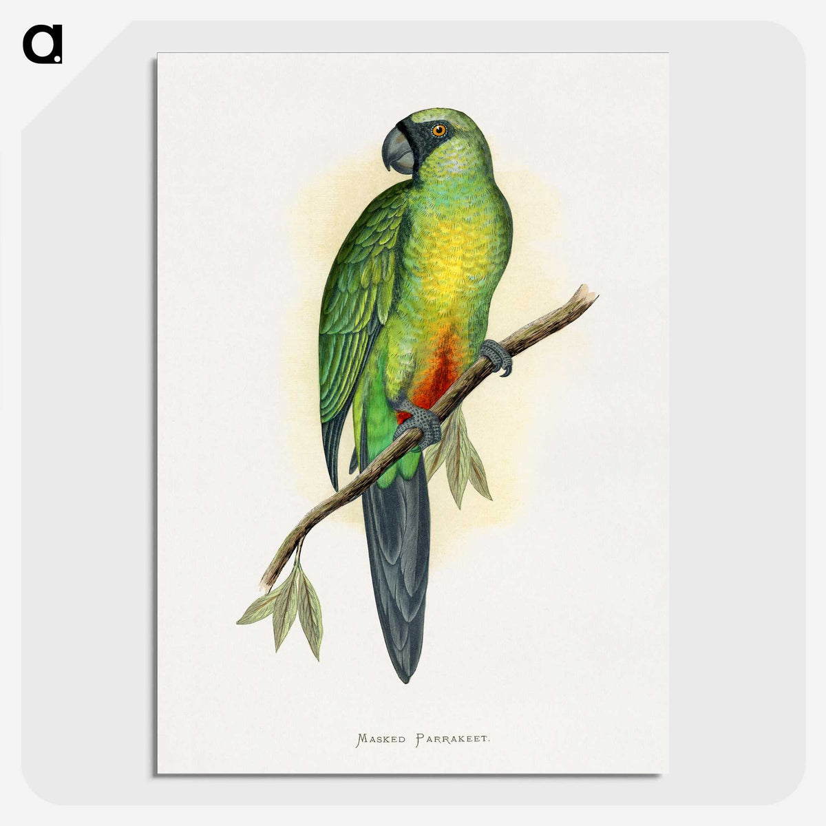 1-56_Parrots-in-Captivity_picture-crop