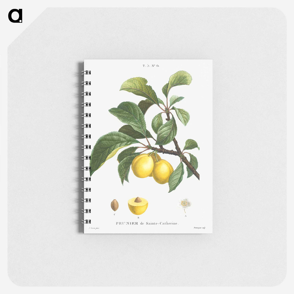 1-56_Pierre-Joseph-Redoute_memo