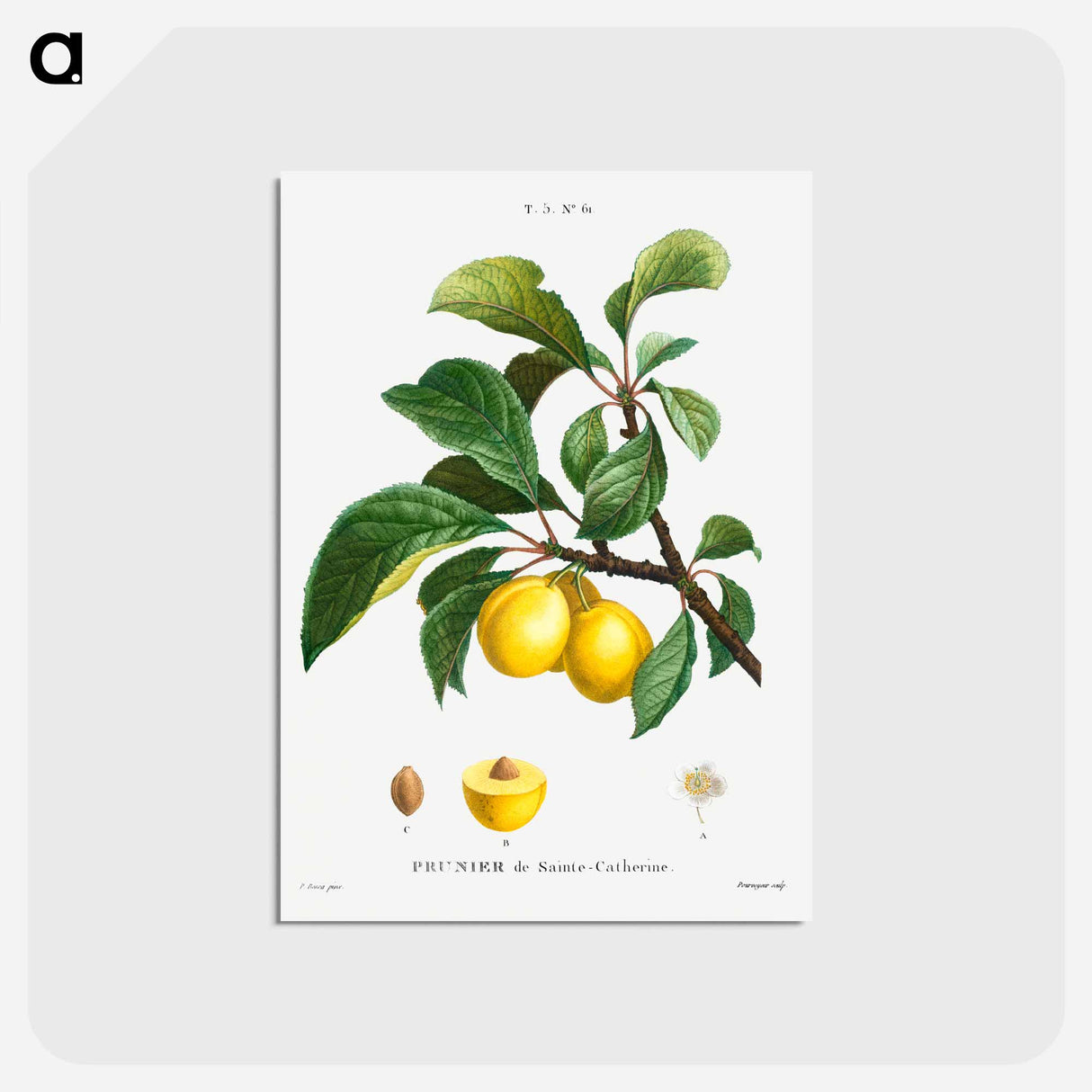 アートポストカード-Plum (Prunier de Sainte-Catherine) - ピエール ジョゼフ ルドゥーテ Postcard.