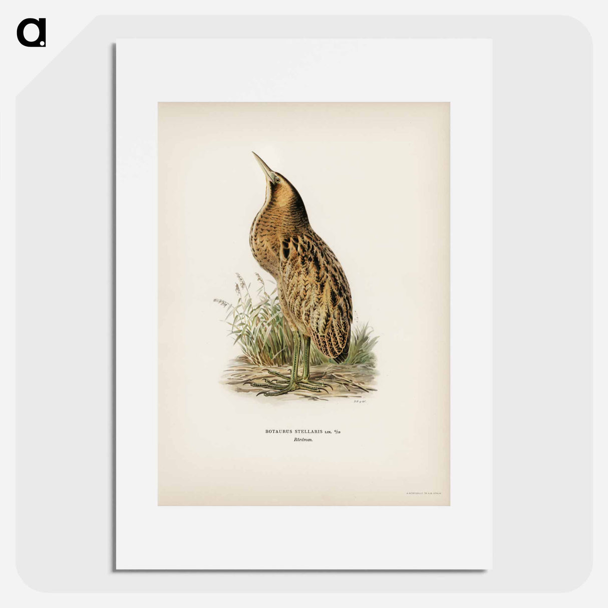 アートポスター-Bittern
- スヴェンスカ フォグラル Poster.