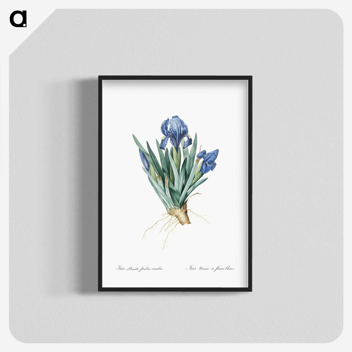 1-56_The-Lilies_blk-crop