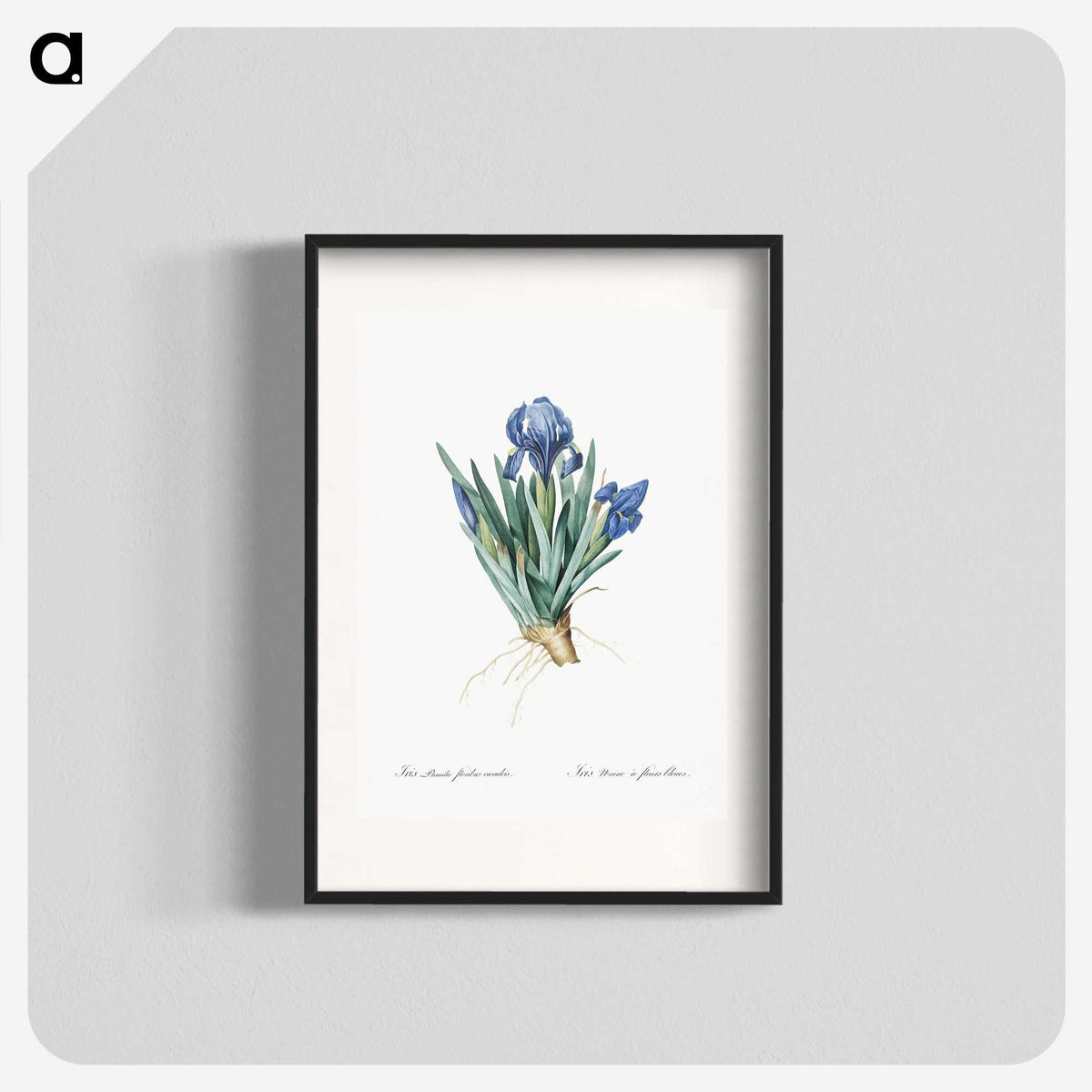 1-56_The-Lilies_blk