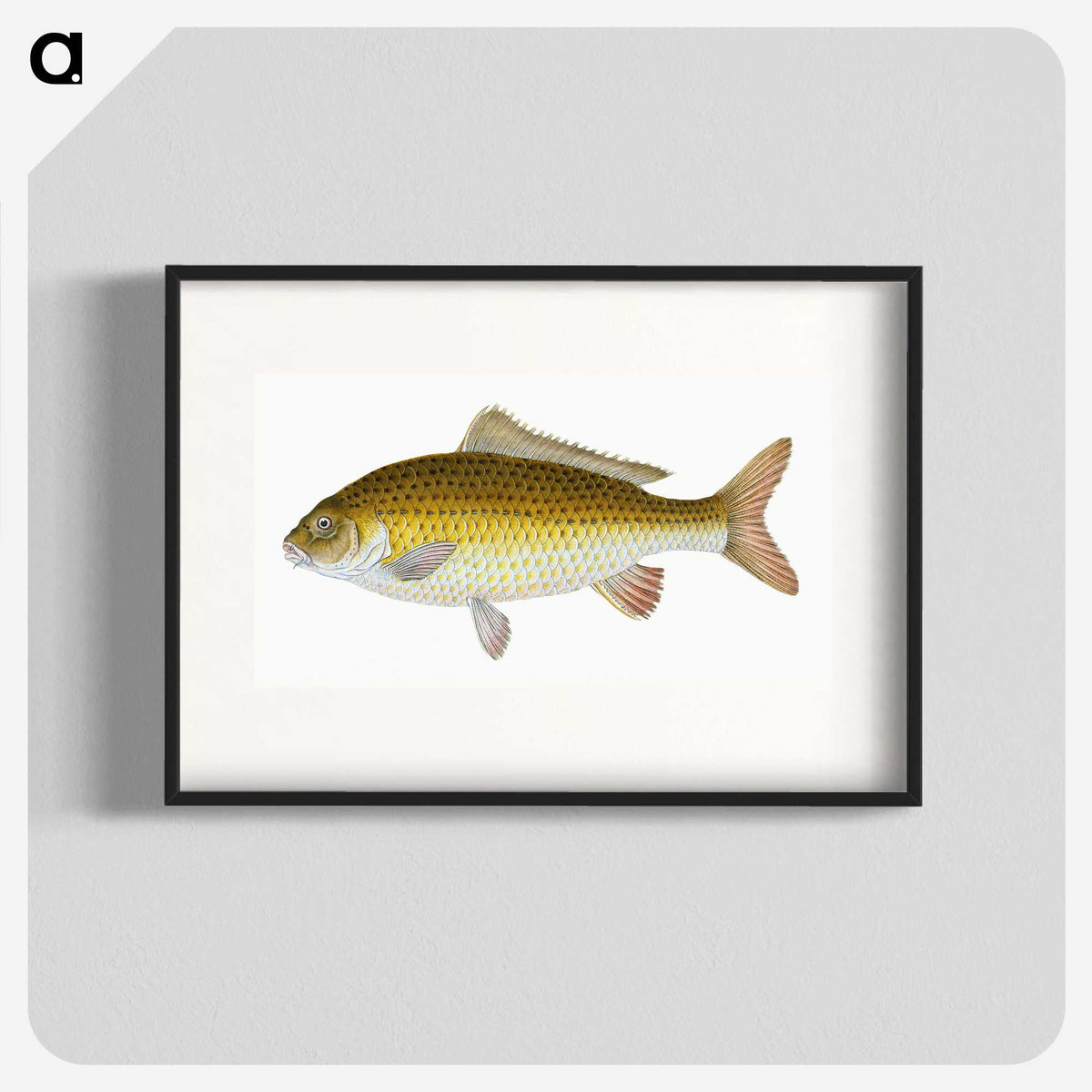 1-56_The-Natural-History-of-British-Fishes_blk