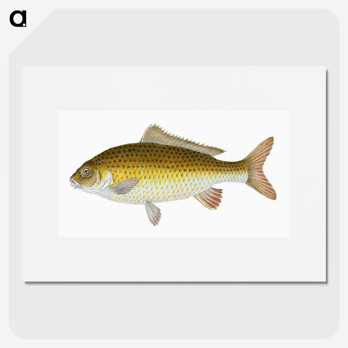 1-56_The-Natural-History-of-British-Fishes_picture