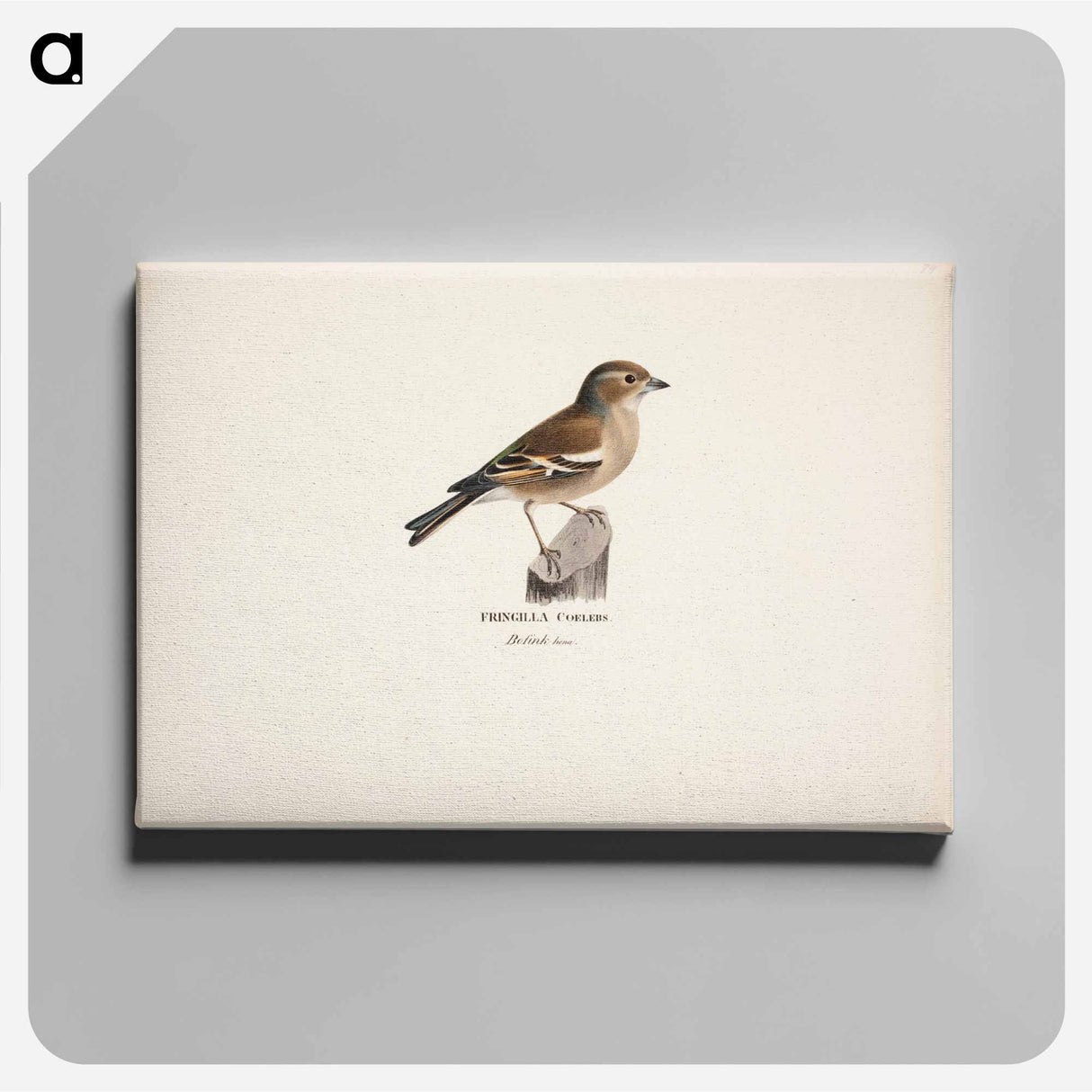 Female chaffinch - Wilhelm von Wright Canvas.