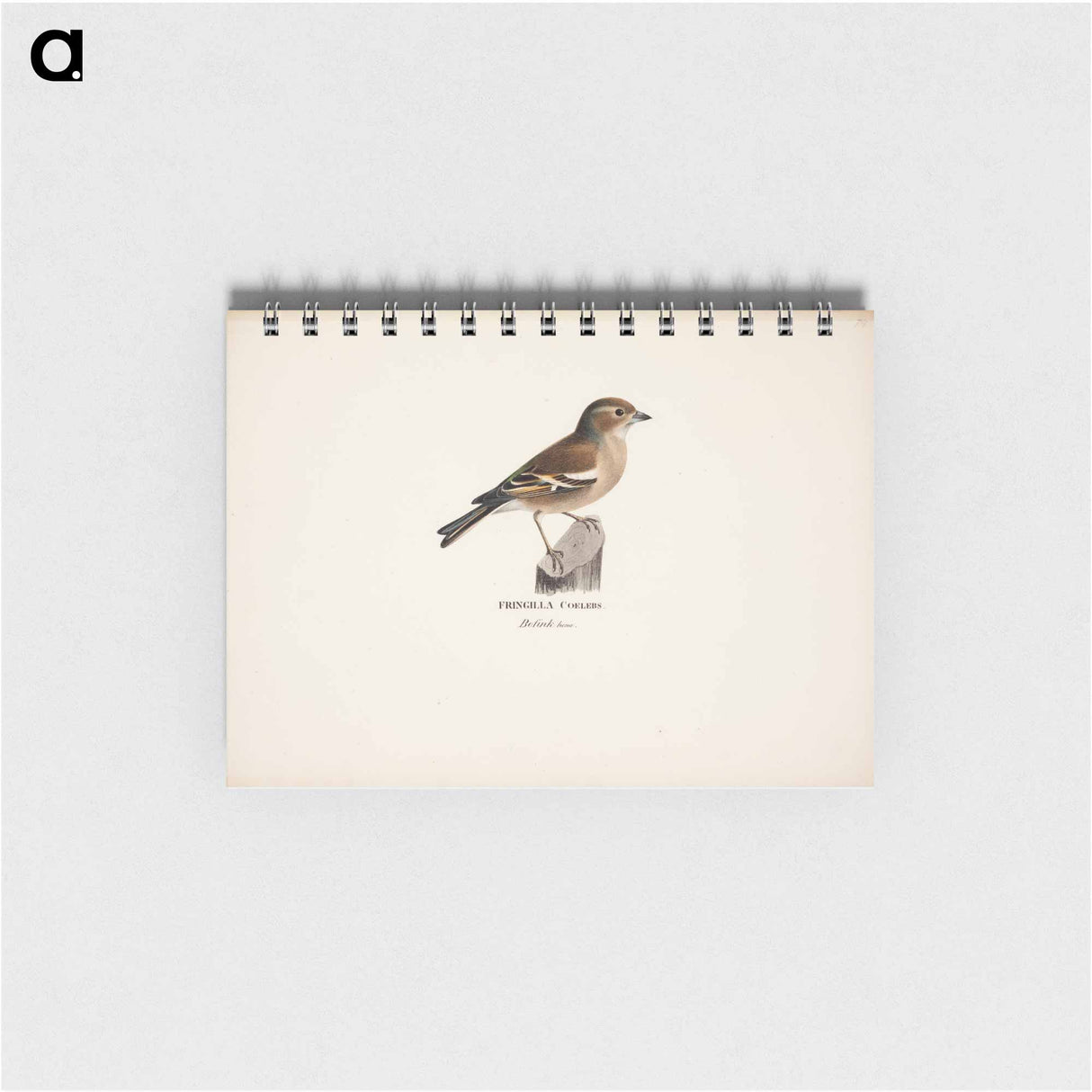 Female chaffinch - ヴィルヘルム フォン ライト Memo.