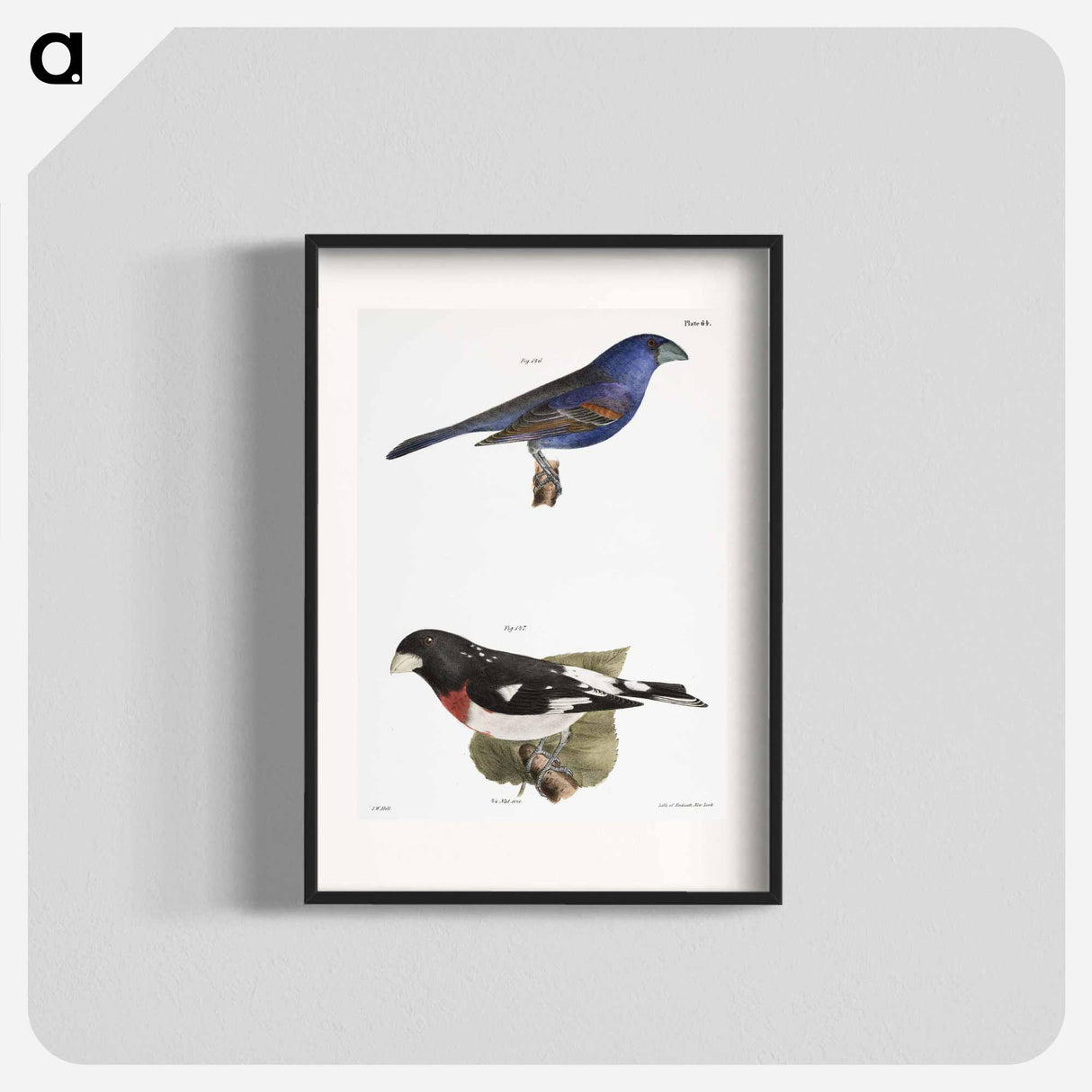 The Blue Grosbeak (Coccoborus ceruleus) The Rose-breasted Grosbeak (Coccoborus ludovicianus) - ニューヨークの動物学 Poster.