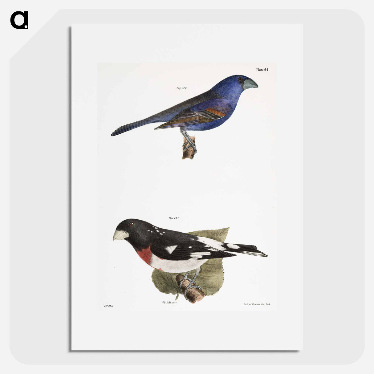 The Blue Grosbeak (Coccoborus ceruleus) The Rose-breasted Grosbeak (Coccoborus ludovicianus) - ニューヨークの動物学 Poster.