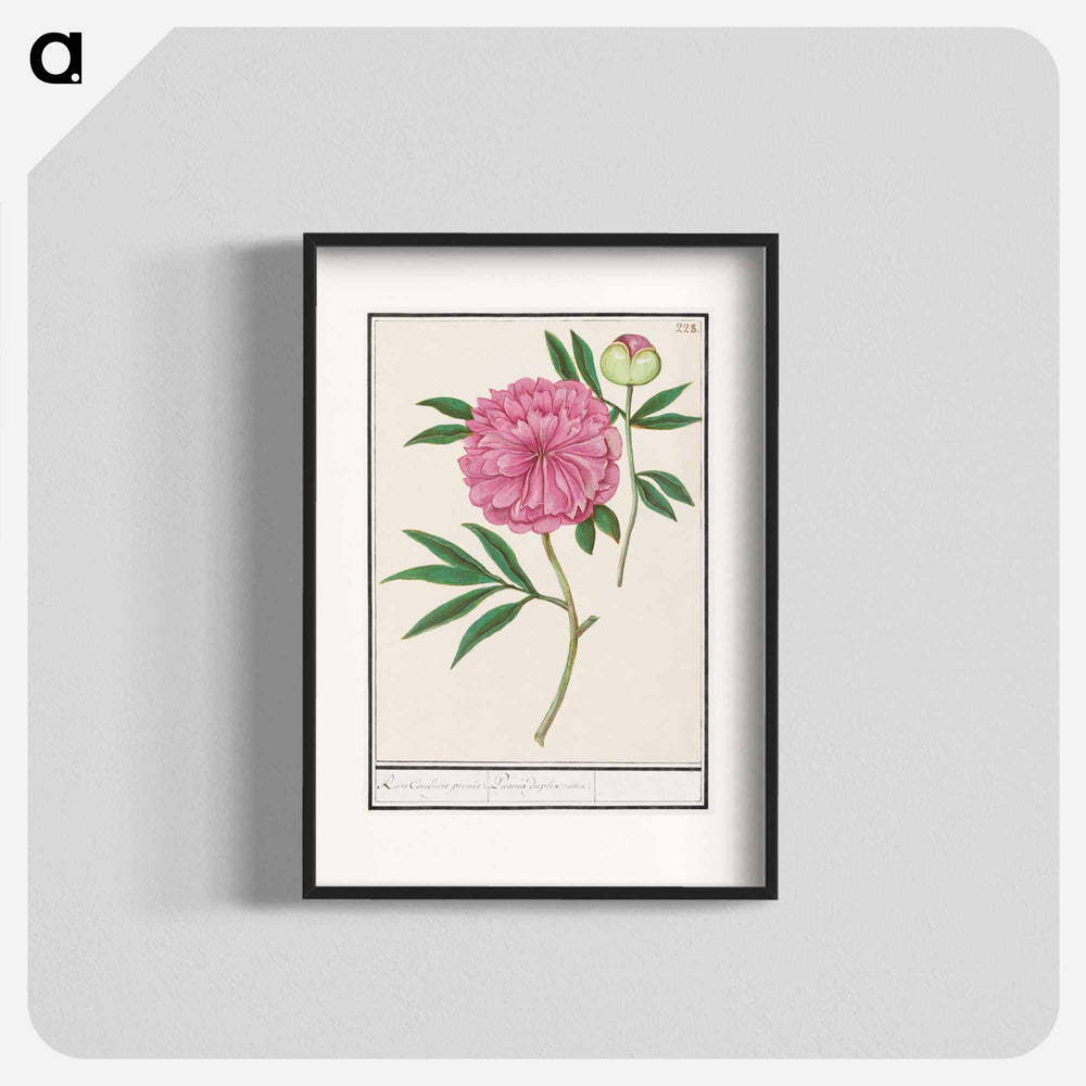 Peony, Paeonia - アンセルムス ボエティウス デ ブート Poster.