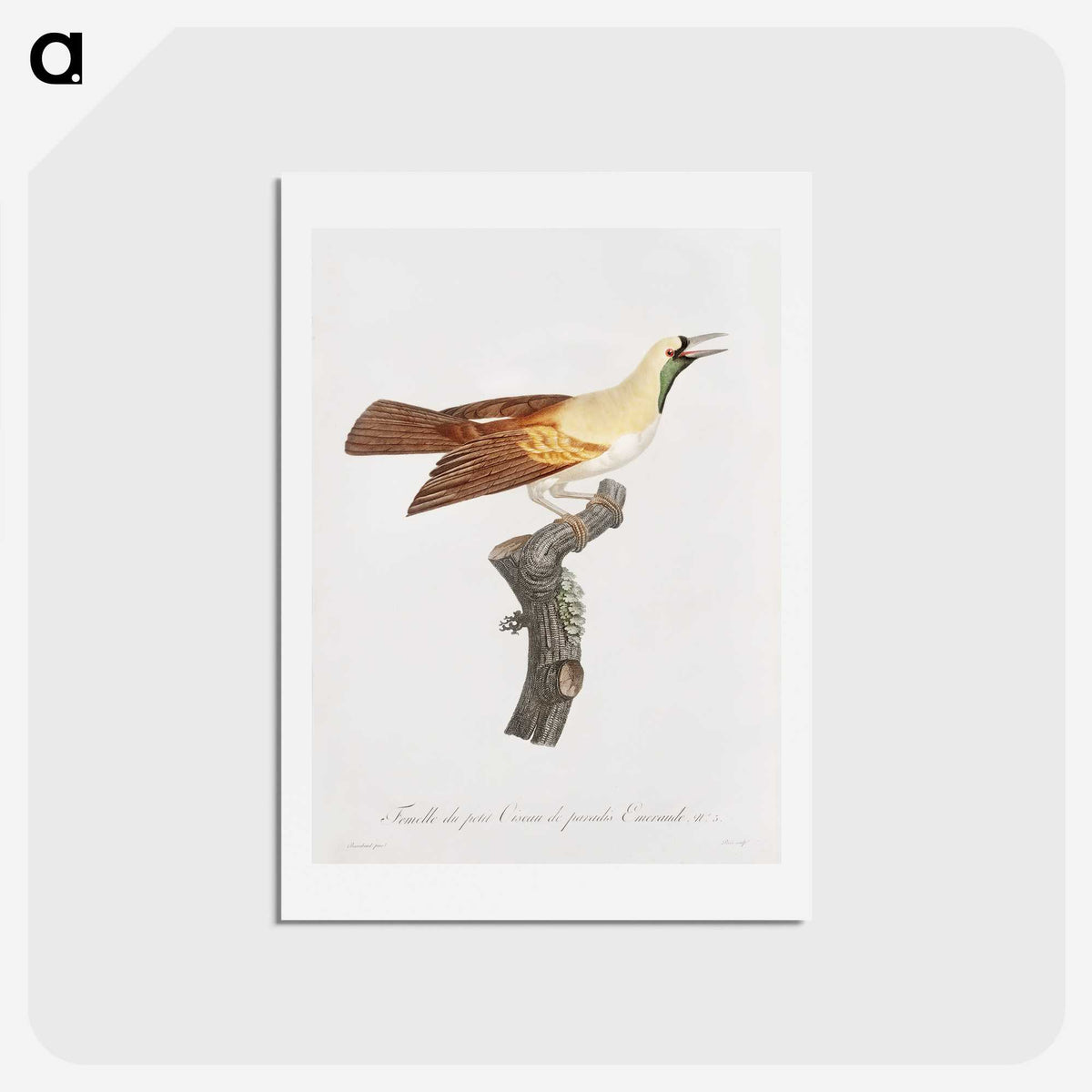 1-57_Des-Oiseaux-de-Paradis_hagaki