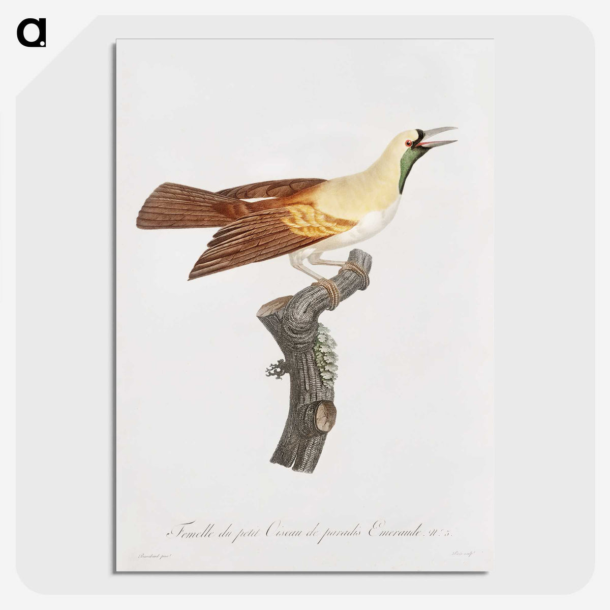1-57_Des-Oiseaux-de-Paradis_picture-crop
