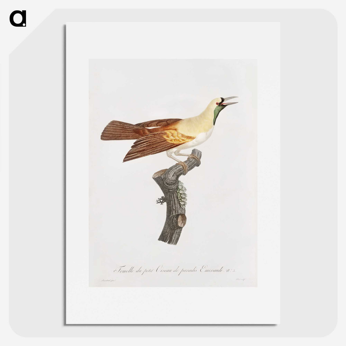 1-57_Des-Oiseaux-de-Paradis_picture