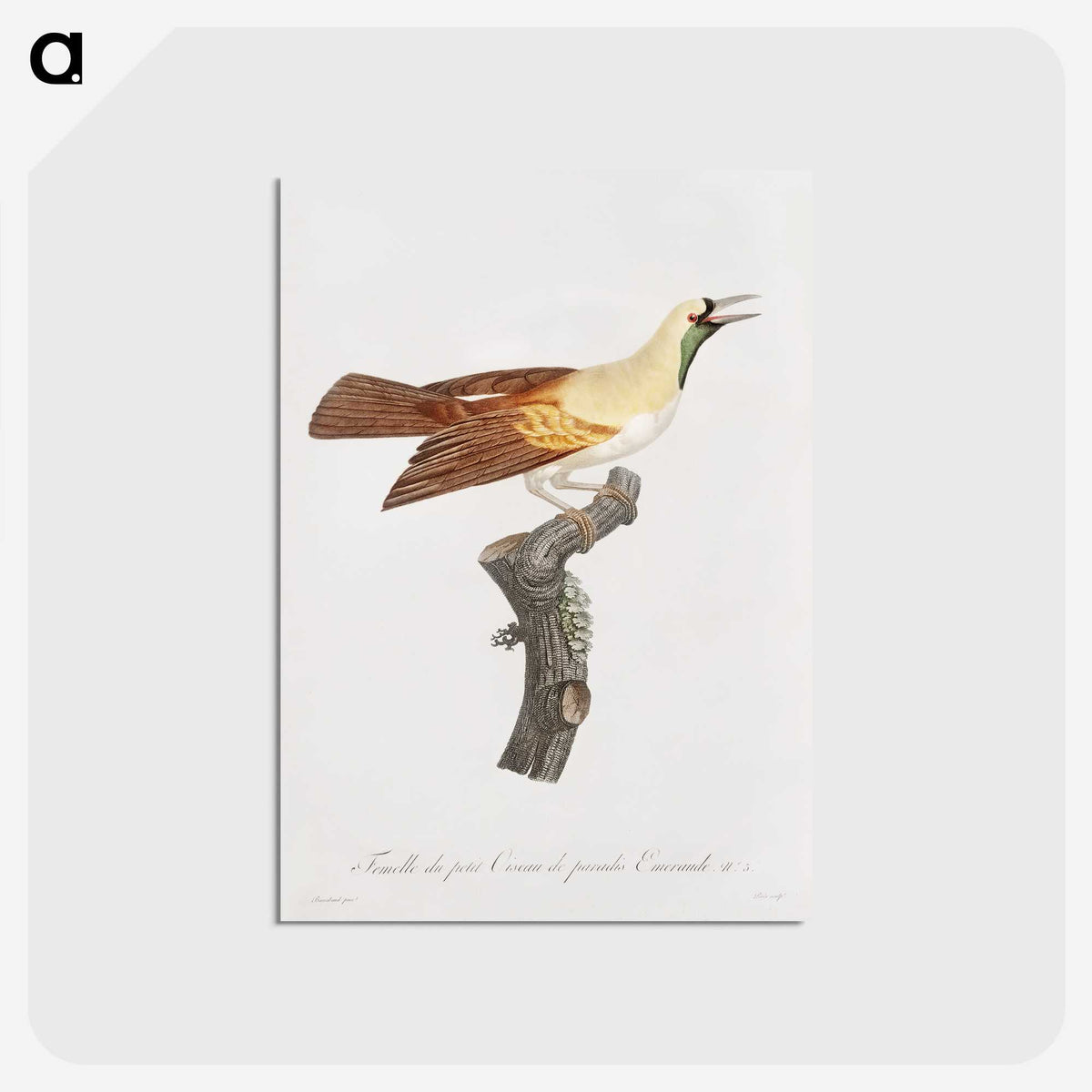 1-57_Des-Oiseaux-de-Paradis_postcard