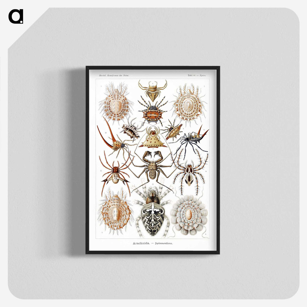 1-57_Ernst-Haeckel_blk-crop