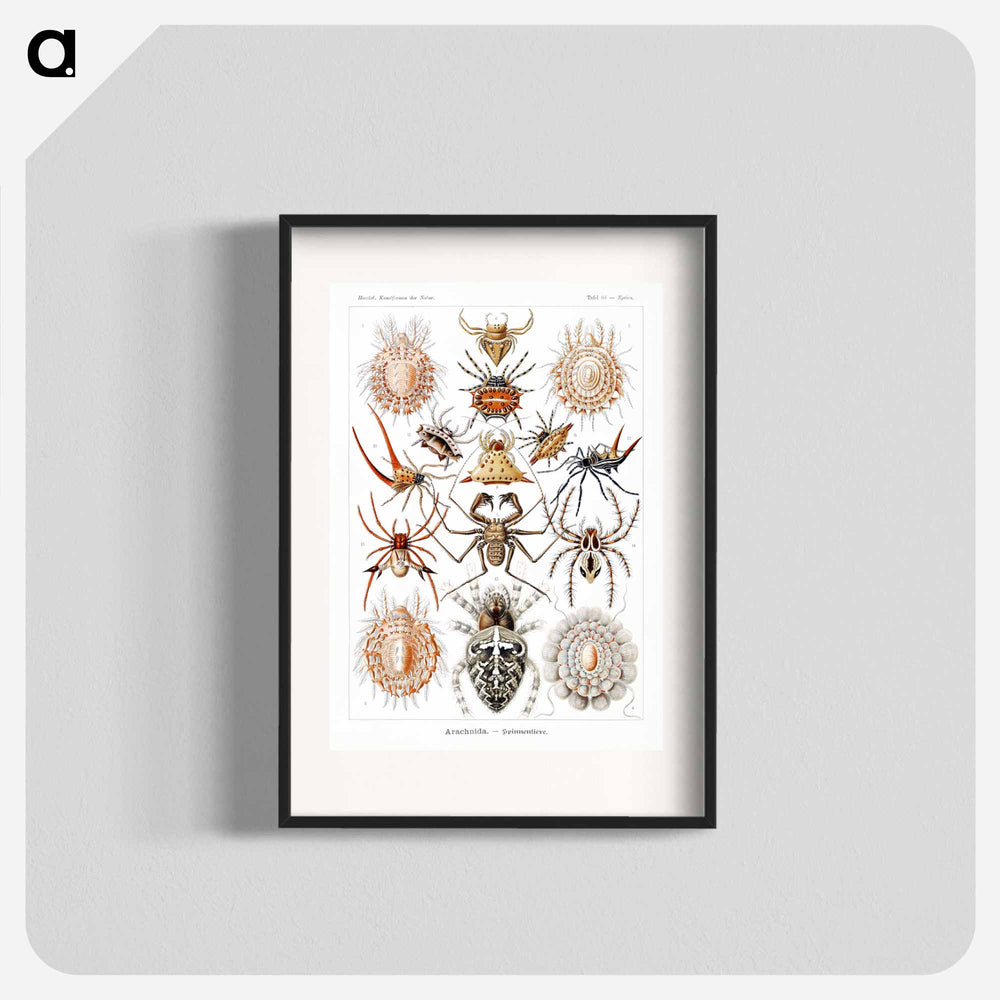 Arachnida–Spinnentiere from Kunstformen der Natur - エルンスト ヘッケル Poster.
