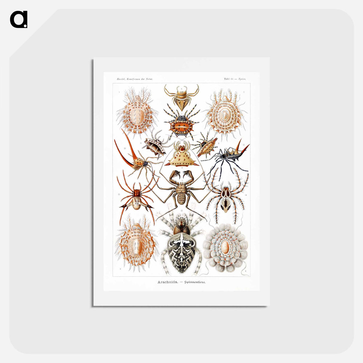 アートポストカード-Arachnida–Spinnentiere from Kunstformen der Natur - エルンスト ヘッケル Postcard.