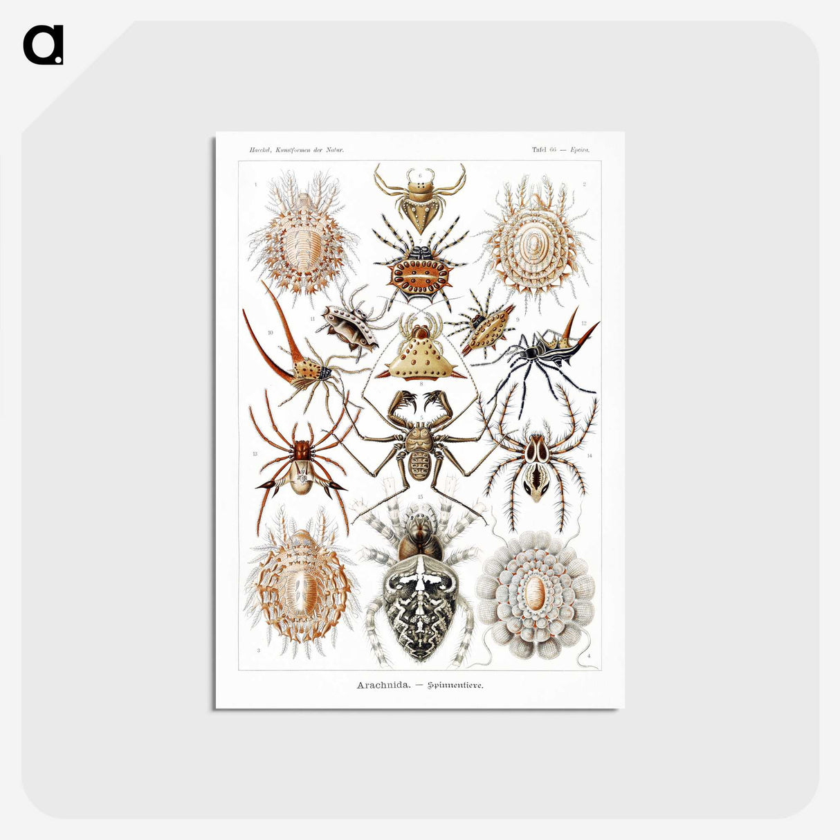1-57_Ernst-Haeckel_postcard