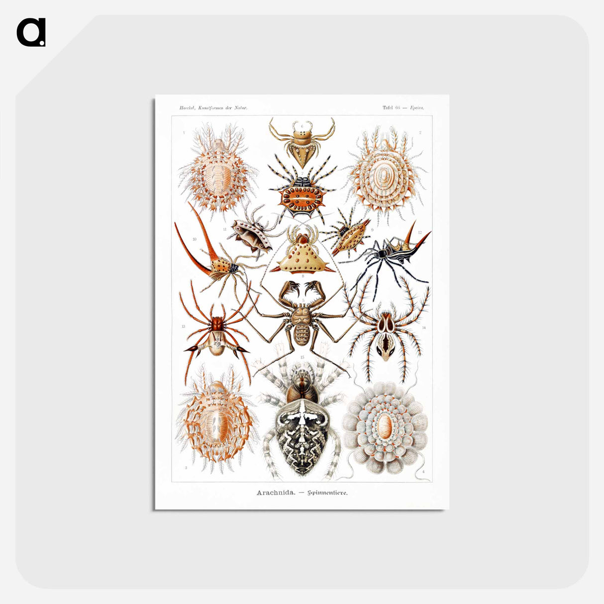 アートポストカード-Arachnida–Spinnentiere from Kunstformen der Natur - エルンスト ヘッケル Postcard.