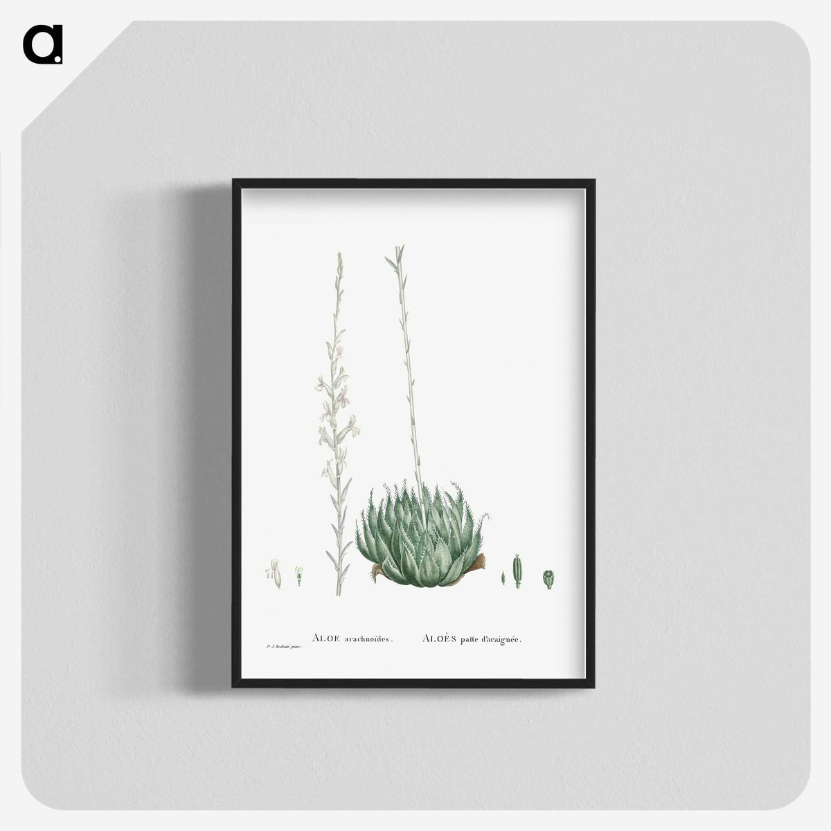 1-57_Histoire-des-Plantes-Grasses_blk-crop
